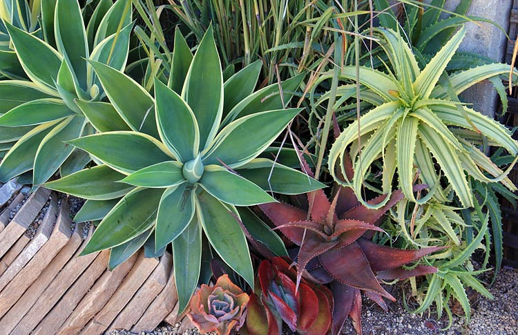 Agave attenuata 'Ray of Light', Agave 'Ray of Light', Fox Tail Agave 'Ray of Light', Variegated Agave,